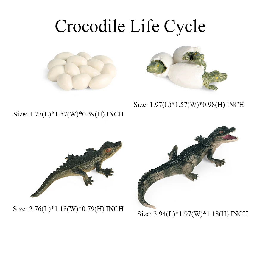 Giocattolo di coccodrillo Figure Giocattoli Modello di coccodrillo Ciclo di vita Playset Figurine di animali Action Figure Rettile Animali Regali per bambini Giochi