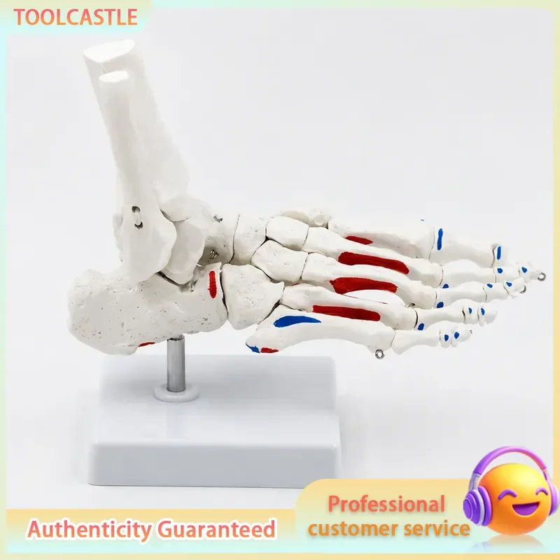 Life Size Human Foot and Ankle Skeleton Model with Shank Bone Anatomical Joints for Medical Study Learning Tool