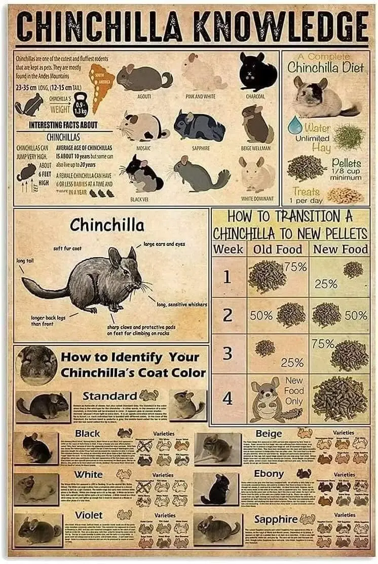 Chinchilla Knowledge Metal Tin Signs How To Identify Your Chinchilla's Coat Color Poster Home Bedroom School Room Cafe Home sign