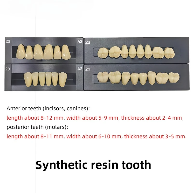 Fotografia 5: 1 Conjunto de Dentes de Resina Acrílica Odontológica Anteriores e Posteriores, Prótese Dentária Completa, Dente Falso Pré-formado em Acrílico, Modelo de Ensino, Dente Sintético Falso