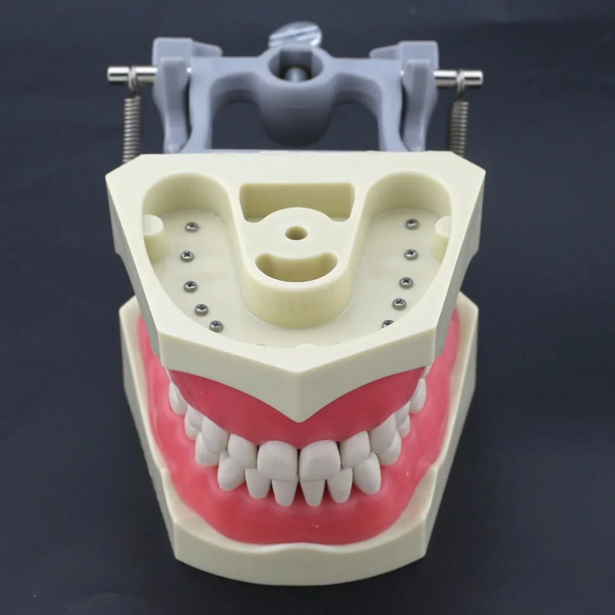 Columbia Dentoform 860 typ Dental Typodont Model 32 szt. Wymienne zęby