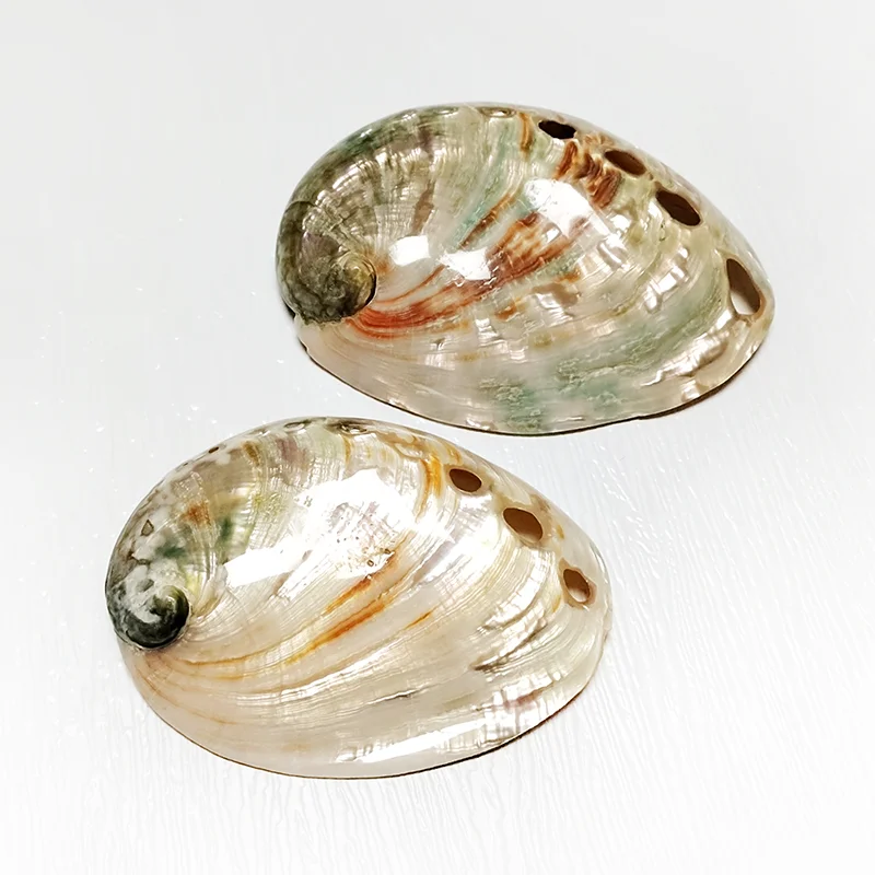 2 PC Polished Red Baby Paua Abalone Shell Home Décor and to Gift Hand Selected 100% Natural Shell  8-9CM