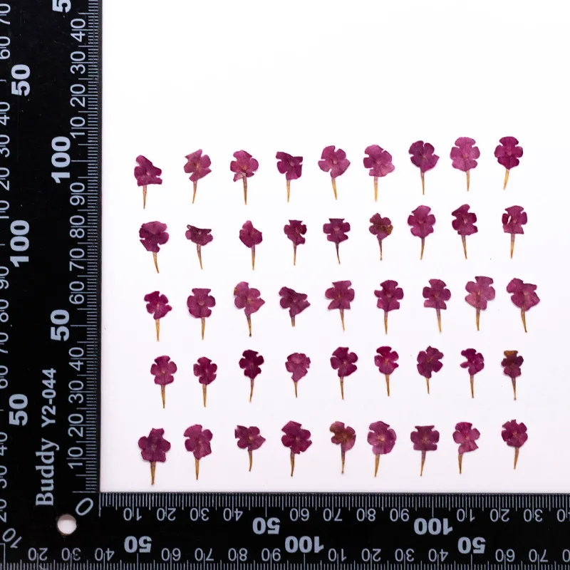 60Pcs Natural Plant Specimens, Small Flowers, Five-Color Plum Pressed Flowers, Dried Flowers, DIY Resin Phone Case Plant Specimens, Bookmarks, Dried Flower Decoration Material Pack