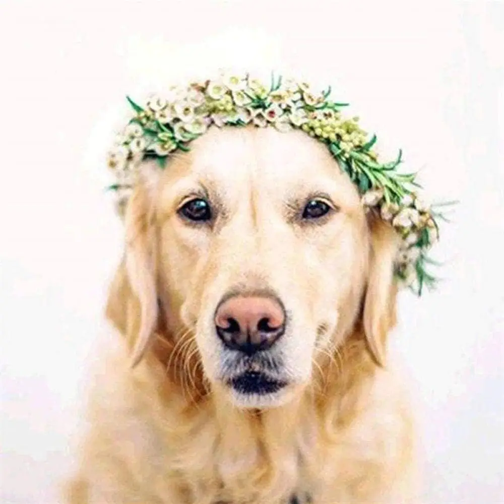 Oil Painting for Adults Kids Paint by Number Golden Retriever Dog Landscape DIY Digital Painting Kits Wall Picture Canvas Art Un