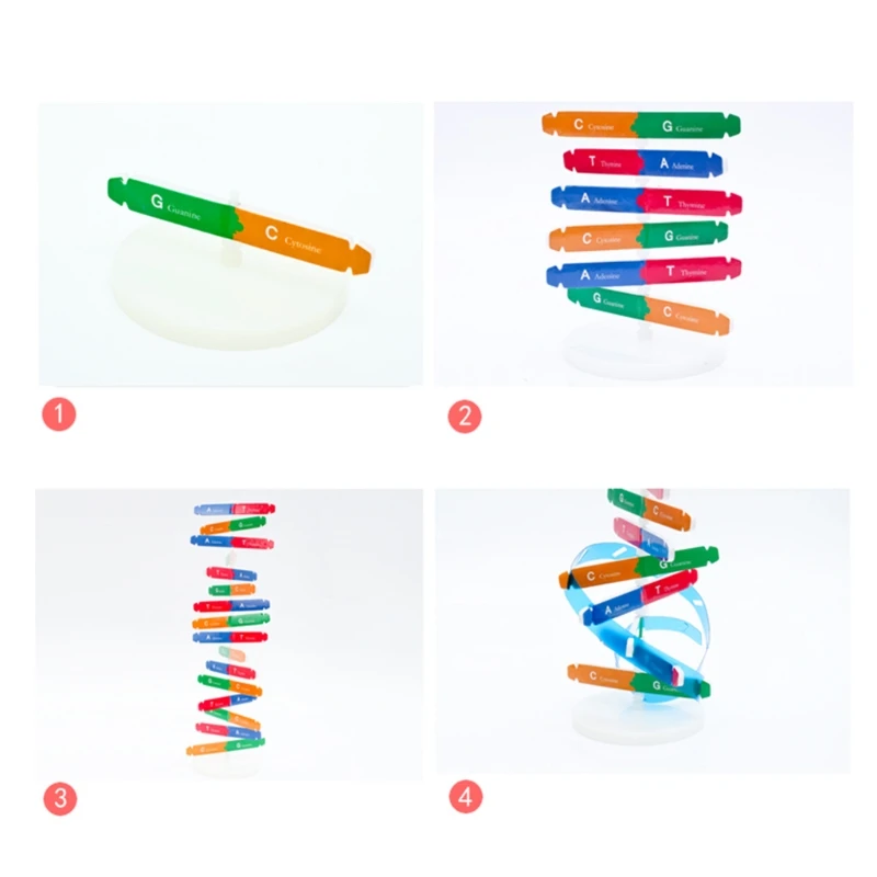 Quebra-cabeça educacional pré-escolar, brinquedo aprendizagem, kits ciências biológicas 3d, faça você mesmo, modelo dna