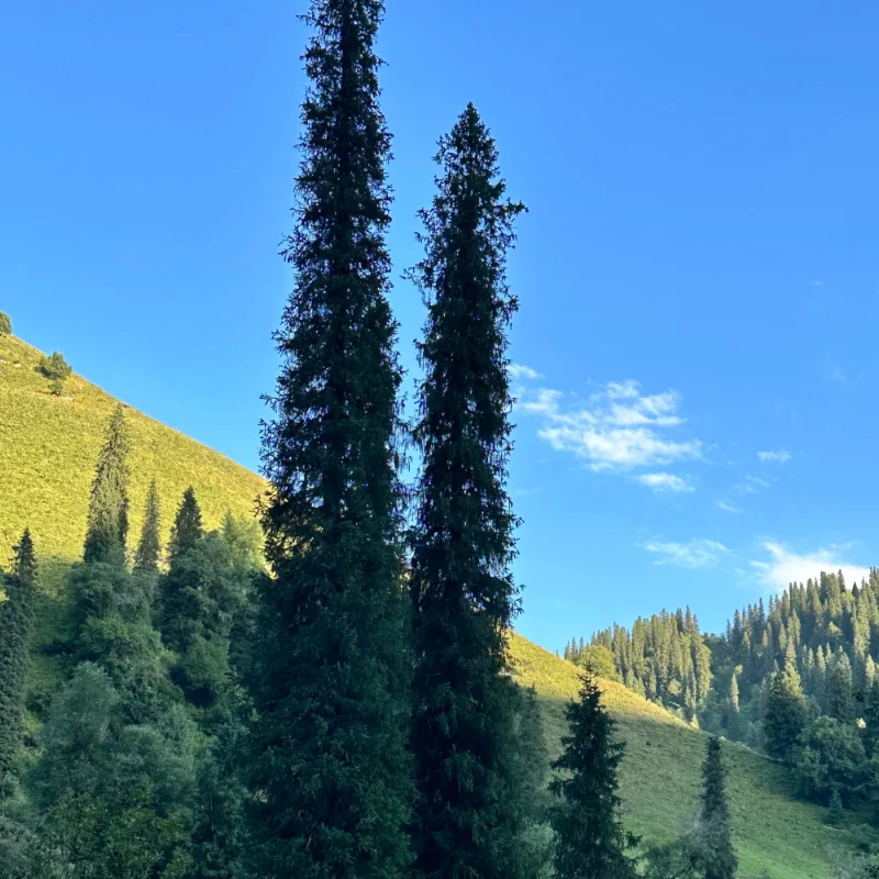 

Адаптер отладки Holybro Pixhawk — совместимый с Pixhawk 5X/4/4 Mini, Durandal и Pix32 V5, для систем DIY контроллера полета