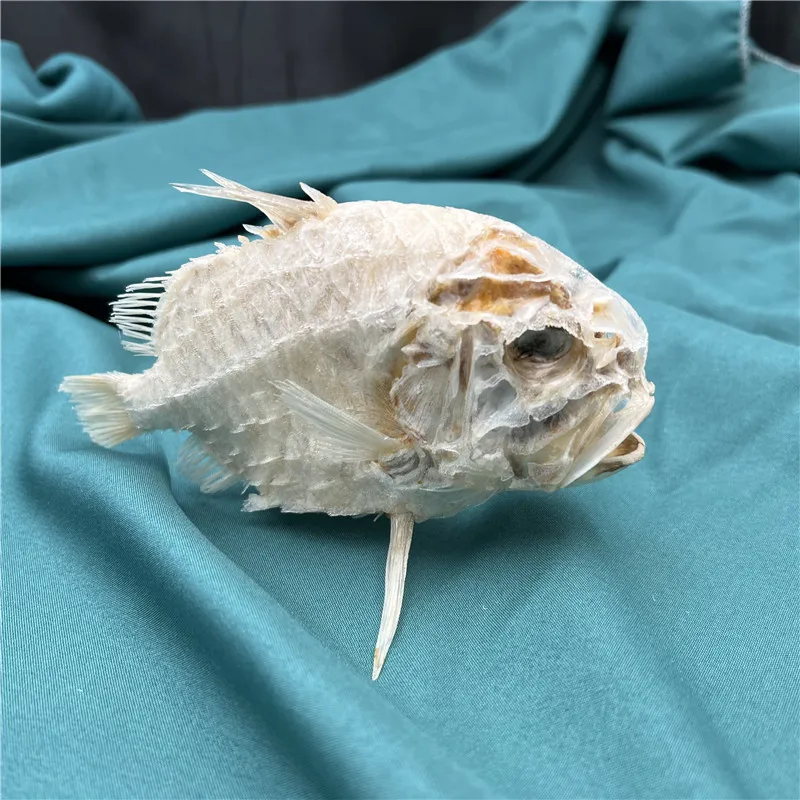 

1 pcs Real Pine Ball Fish Skeleton Skull Taxidermy Art Deco 12-16cm