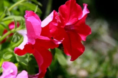 

2pcs Steel Rear Drive Shaft CVD Driveshaft for Tamiya Fighter NXGEN DT04 58741 1/10 RC Car Upgrade Parts Accessories