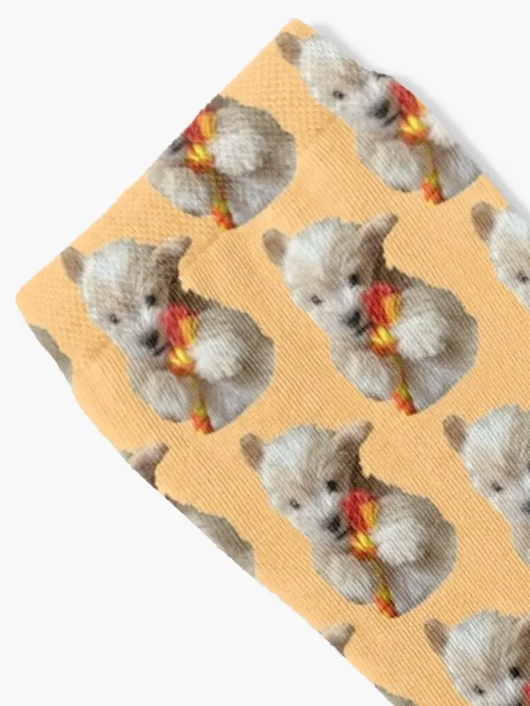 Süße Maltipoo Welpen socken Weihnachten Argentinien Socken weibliche Männer