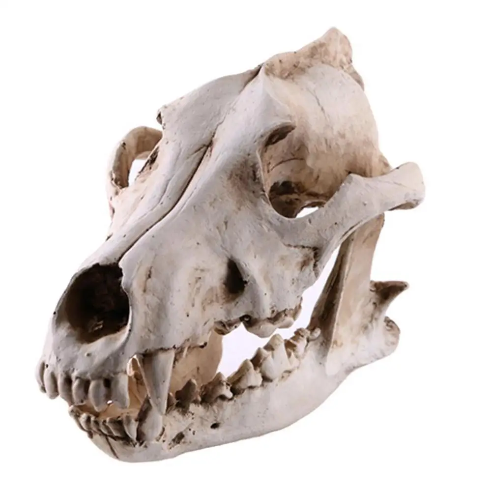 Decoración de calavera de lobo de resina, modelo de calavera de lobo, estatuas, proceso de película, colección de accesorios, artesanías, adorno de escritorio para jardín y hogar