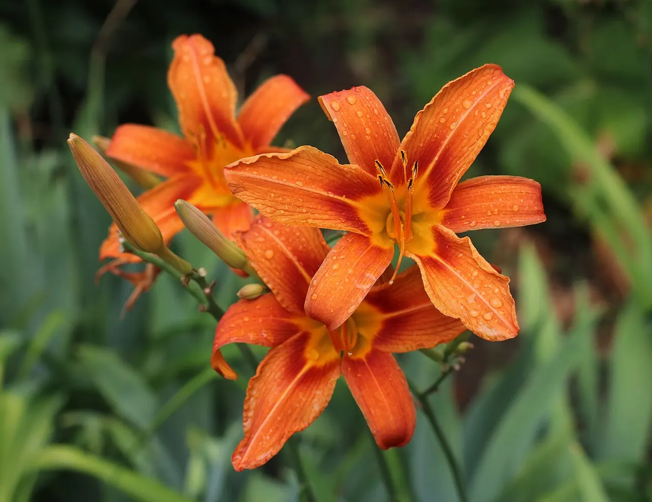 144 Uds. Semillas de Hemerocalis Naranja y Amarillo, Flor Vivaz Resistente de Larga Floración para Jardín, Bordes y Macizos
