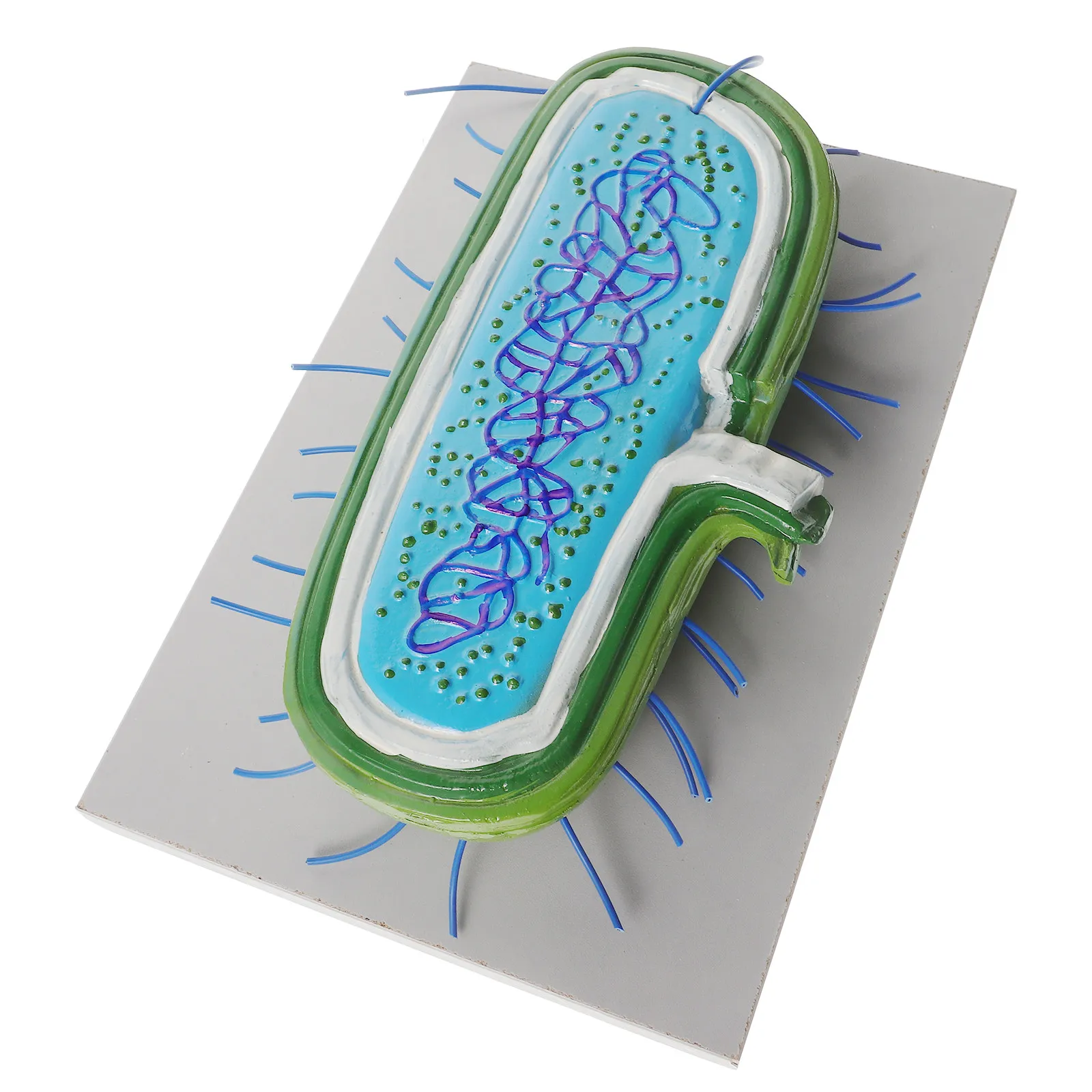 

Realistic 3D Microbial Cell Teaching Aid for Biology Education Bacteria Anatomical Display Science Teaching Supplies