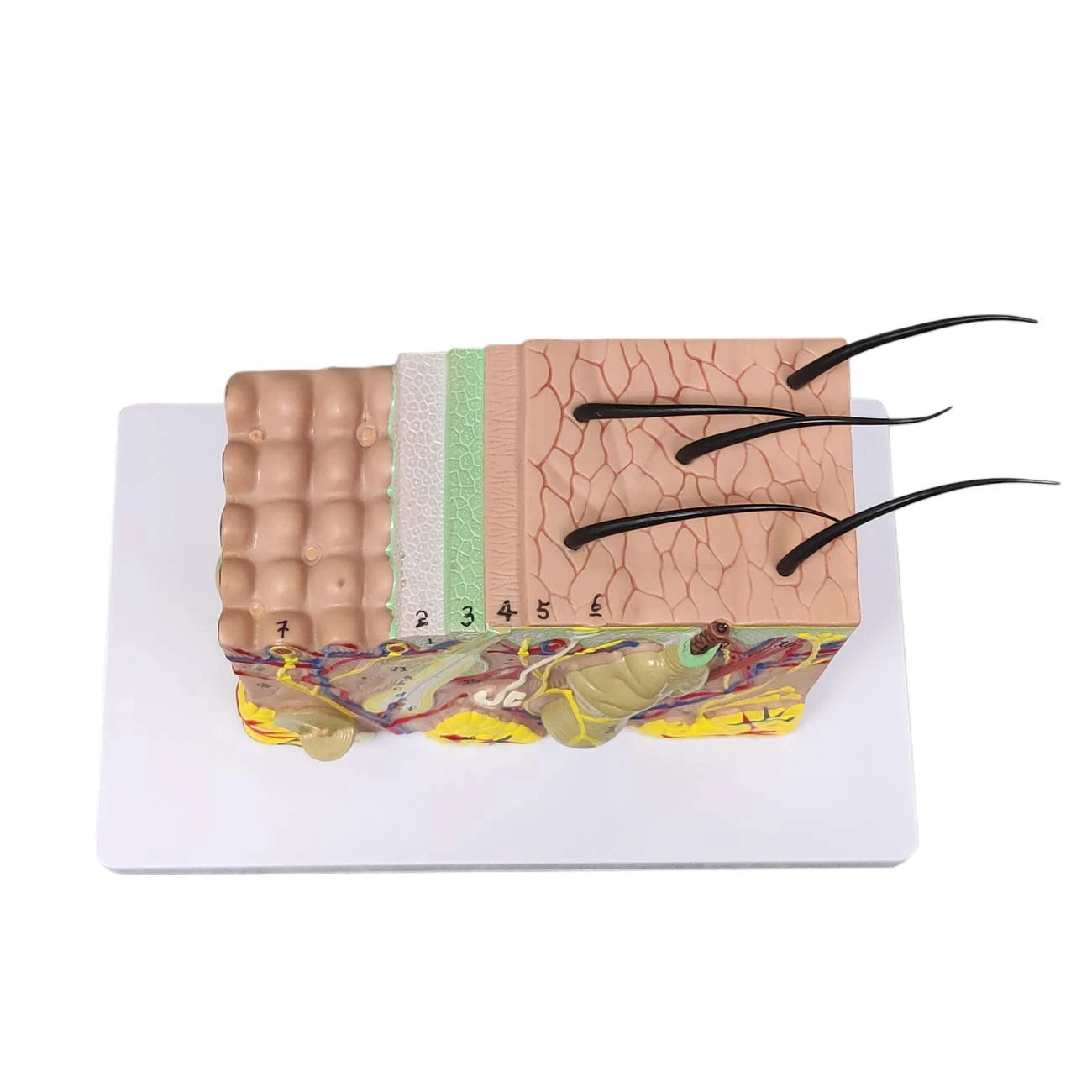 

Highly Recommended Skin Model, 35X Enlarged Anatomical Model Anatomy for Science Classroom Study Display Teaching Model