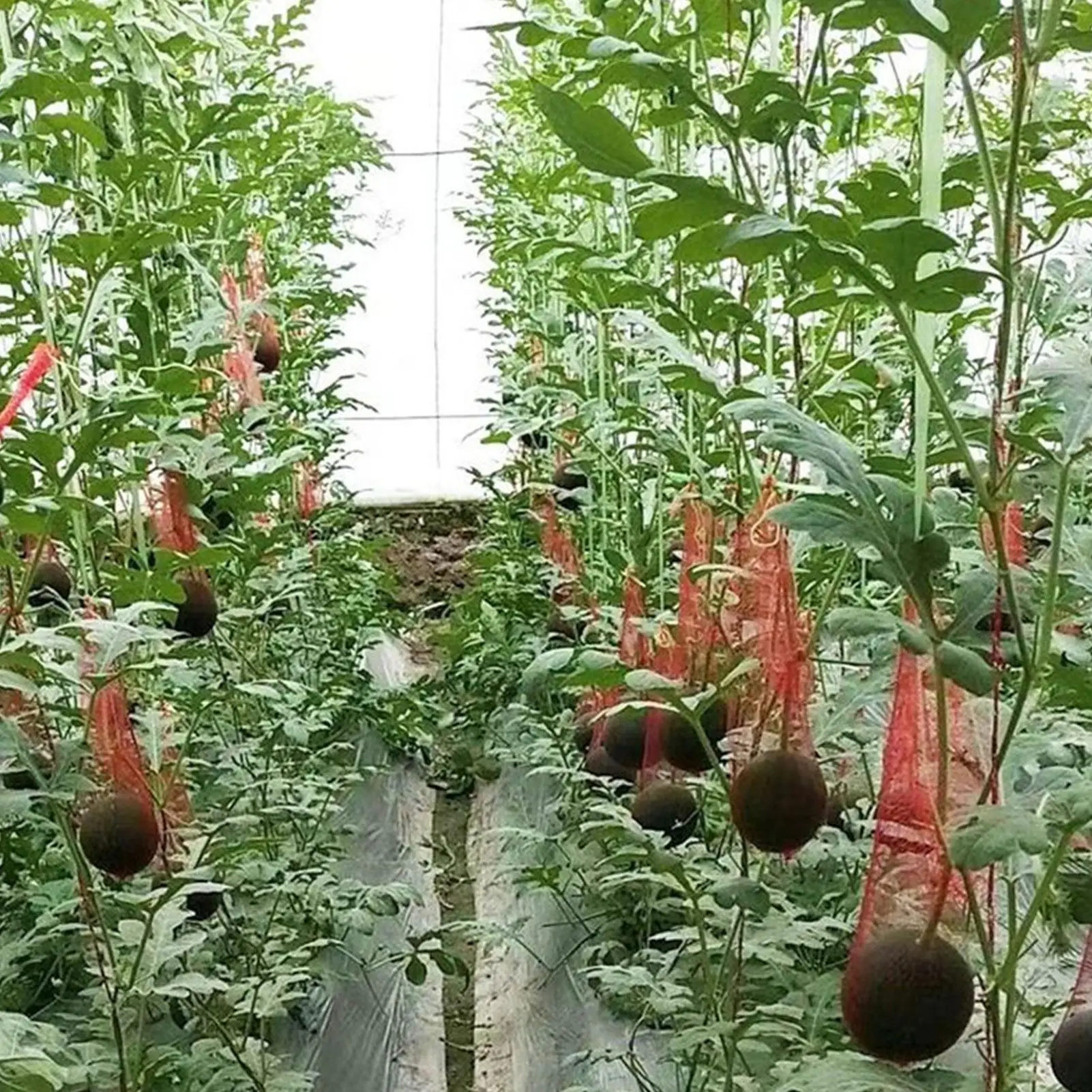 100 Pc Durable Plastic Garden Netting Suitable For Watermelon Melons Vertical Planting Fruit Storage Hammock Reusable With Strap