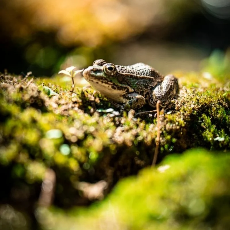 

4 шт. 118 мм 1/8 RC внедорожные багги шины колеса 17 мм шестигранные для ARRMA Typhon Talion Trxs Kyosho HPI WR8 HSP RC автомобиль