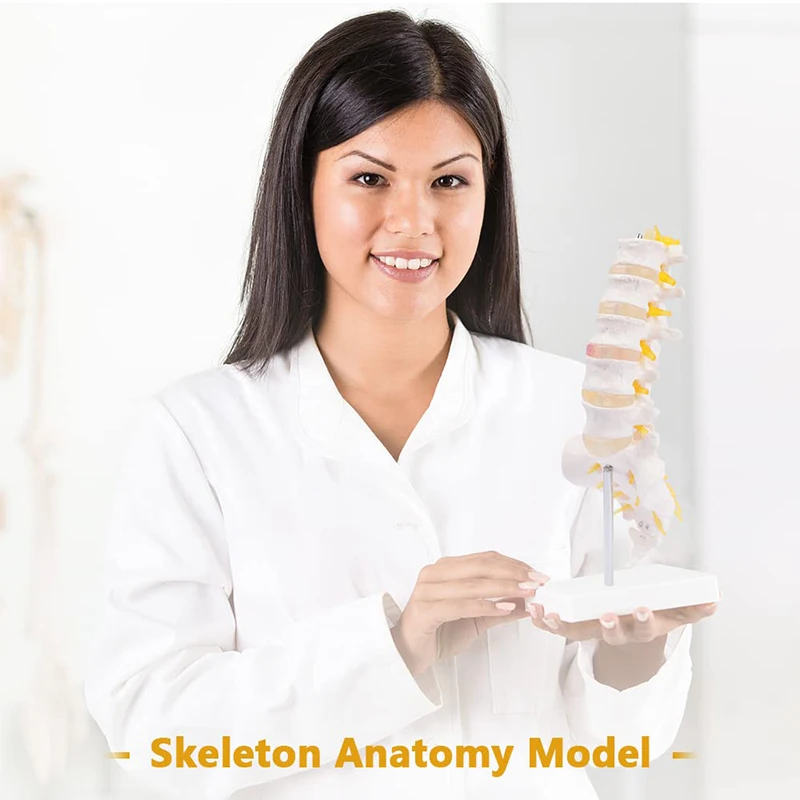 Lumbar Spine Model Life Size Human Lumbar Vertebrae Anatomy Model with Sacrum and Spinal Nerves Medical Study Teaching Tool