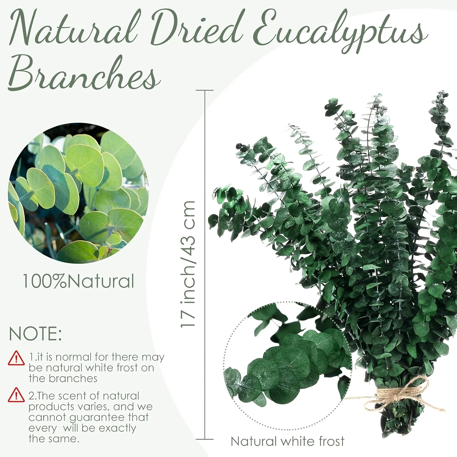 Large Natural Dried Eucalyptus Stems – 59+ Pieces, Approx. 17 Inches Long, Real Plant Greenery for Shower Hanging, Wedding Decor view 7