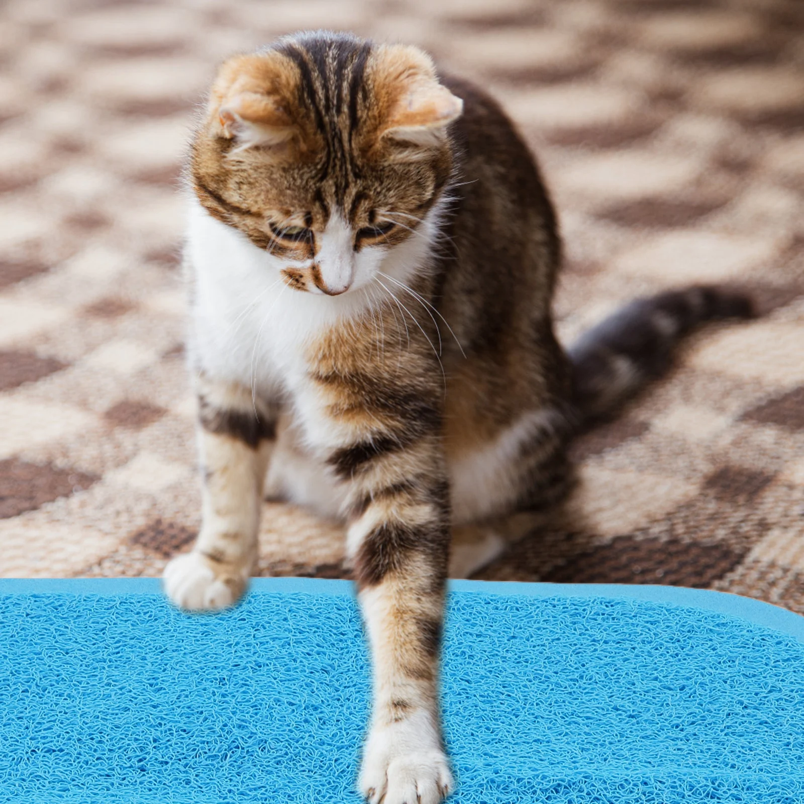 

Non-Slip Cat Litter Box Mat Paw-Shaped Feeding Pad for Kitten Puppy Litter Green Waterproof Easy Clean Generous Dimensions