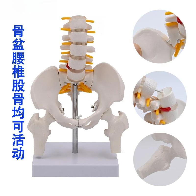 

Human movable small pelvis model Lumbar spine Postpartum repair Pelvic joint Medical movable skeleton