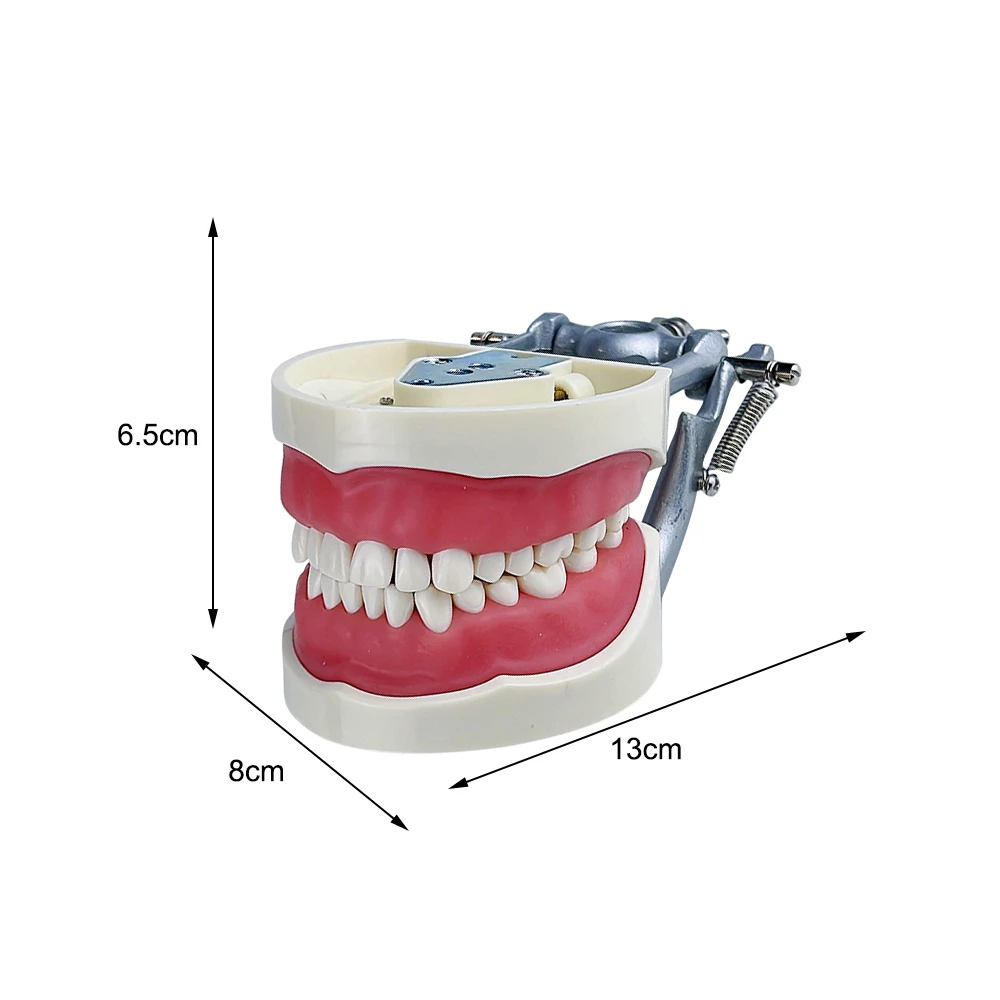 Dental Model nauczania szkolenia Typodont Model zębów technik gumy zęby szczęki modele z wymiennym zębów demonstracja badania