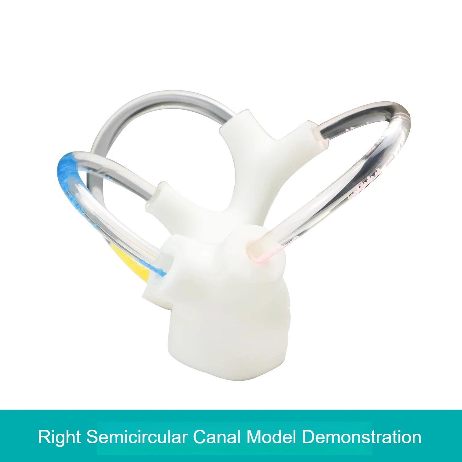 3D Half Canal Otolith Dynamisch Model Aids Skeleton Cochlea Innerlijke Oorstructuur Hersenen Zenuw Vestibulaire Revalidatie Accessoires