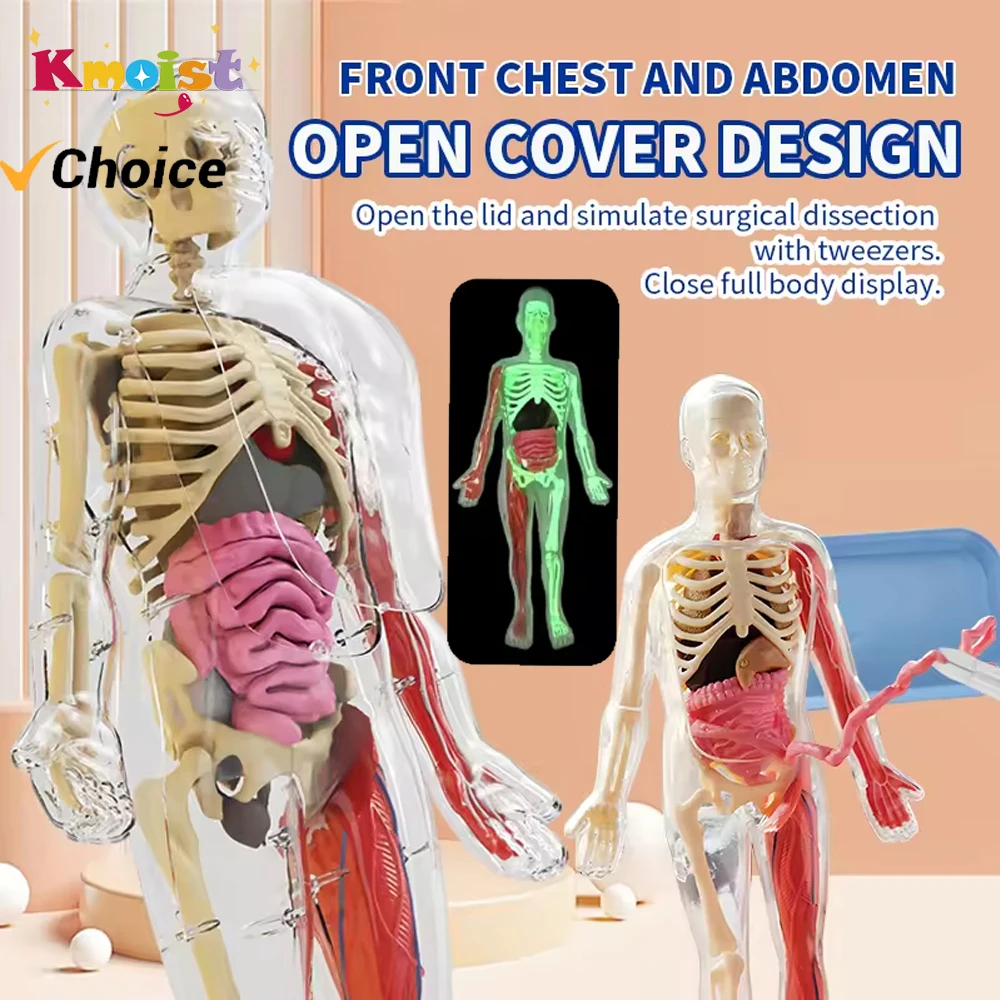 

Human Skeleton Organ Anatomy Biological Teaching Model Aids Glow in the Dark Human Body Assembly Educational Toys for Kids Gifts