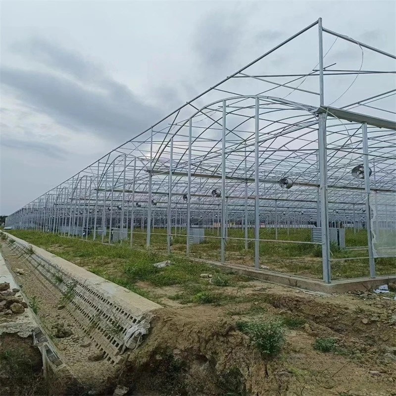 2025 유리 온실 제조업체 - 꽃 유리 온실, 온실에서의 채소 재배