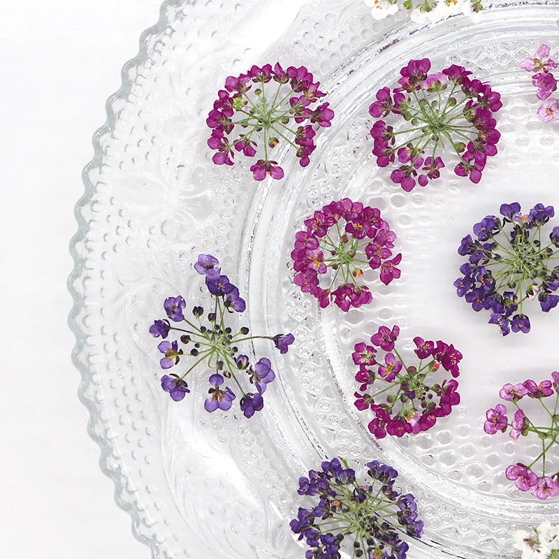 12 قطعة حزمة 1.5-2.5 سنتيمتر كرة الثلج ضغط الزهور المجففة DIY بها بنفسك اليدوية جراب هاتف صنع المجوهرات ملء الزهور المجففة الطبيعية الحقيقية