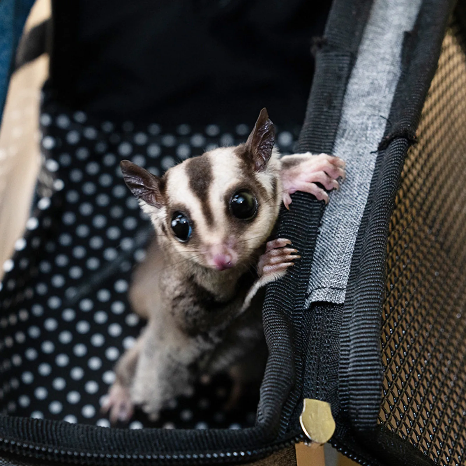 1Pcs Hamster Carrier Bag Outdoor Portable Hedgehog Small Pet Travel Carrier for Chinchilla Squirrel Guinea Pig Rat Handheld