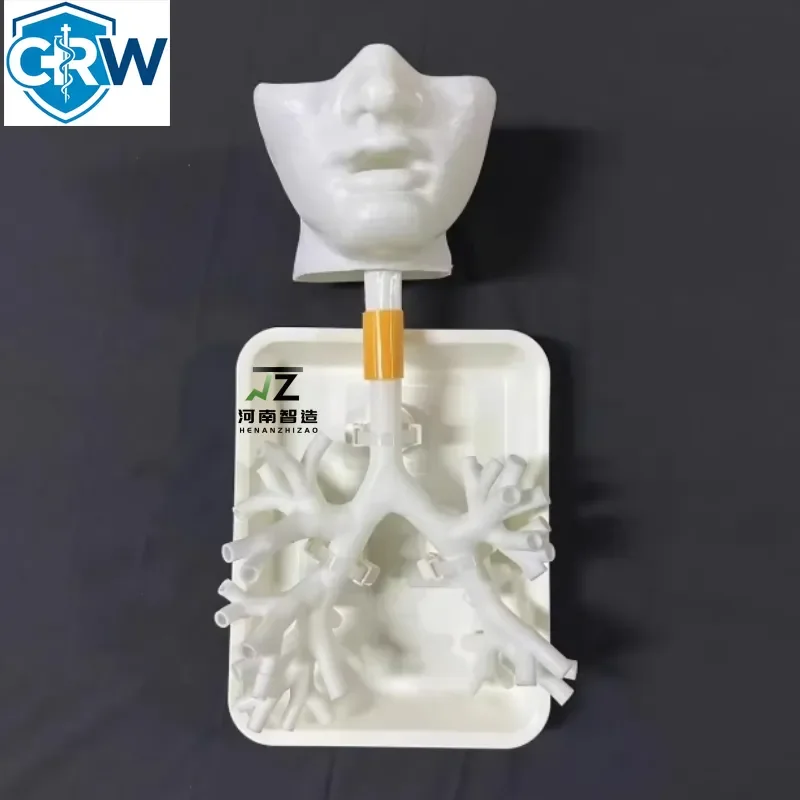 CRW Bestselling The New White Rigid Fourth-level Bronchoscopy Medical Teaching and Training Model, Bronchial Tree