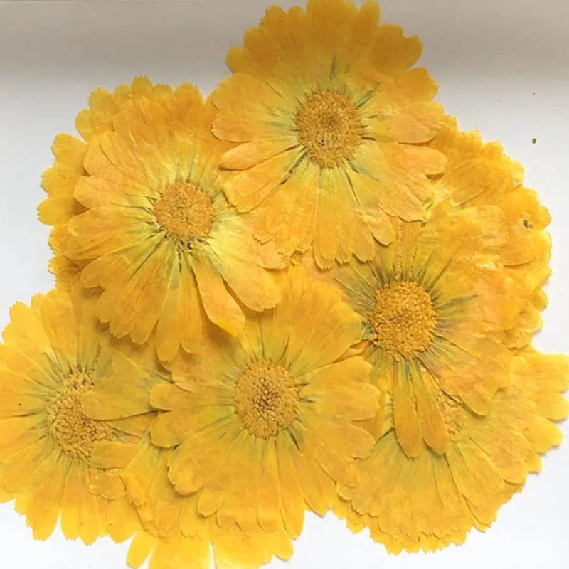 

60pcs 4-7cm Pressed Dried Calendula Officinalis Flower Plant Herbarium For Jewelry Postcard Invitation Card Bookmark Candle DIY