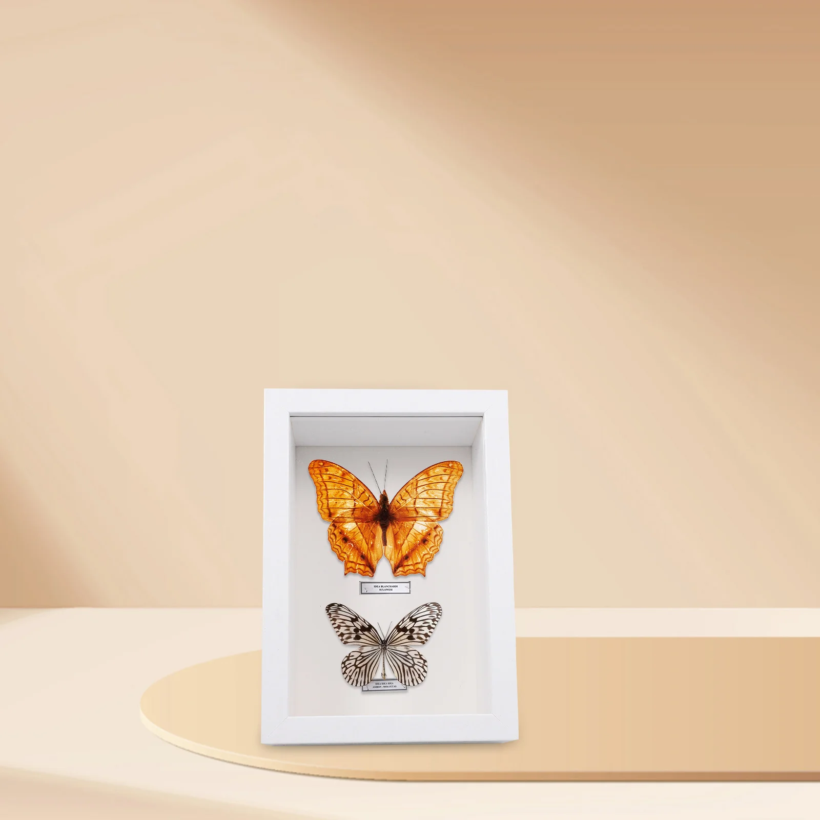 

Insect Specimen Wooden Display Frame Dried Flowers Photo Keepsake Rustic Medals Shadow Box Glass Small Dry.Butterfly