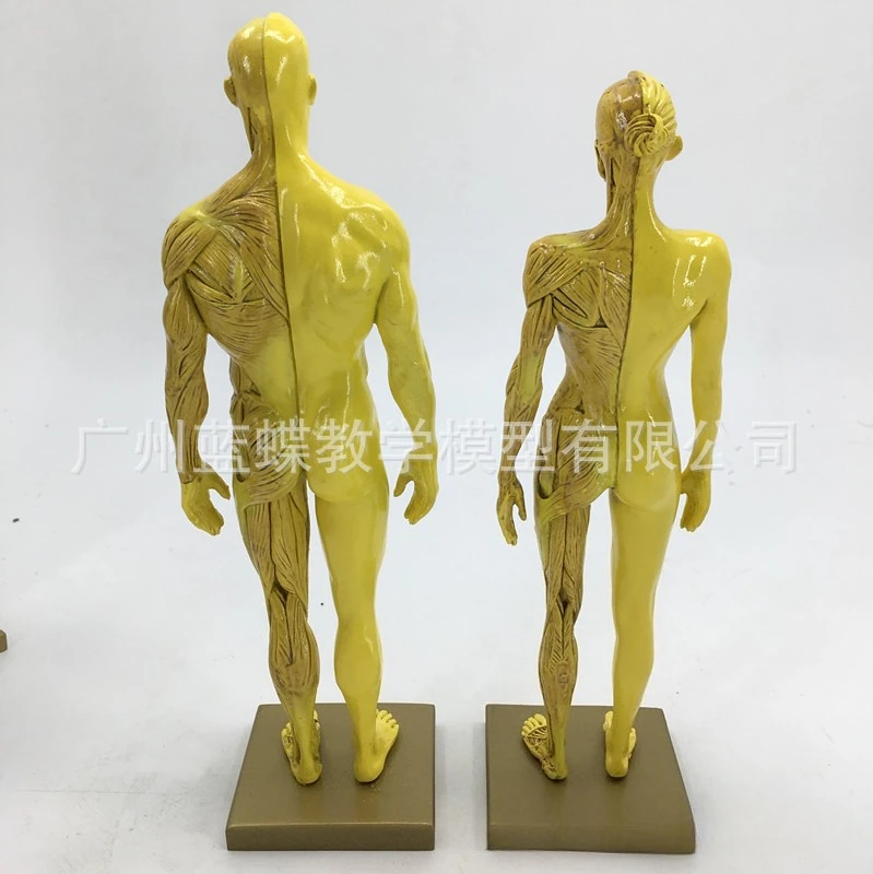 30cm PVC Resin Anatomy Model Artistic CG Drawing Sculpture for Fine Arts & Medical School Teaching Muscle Skeleton Structure