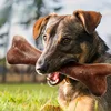 Dog Durable Beef Flavored Chew Toy, Bone Shaped Dog Interactive Play Toy, Teeth Clean Training Toy Pet Supplies 1