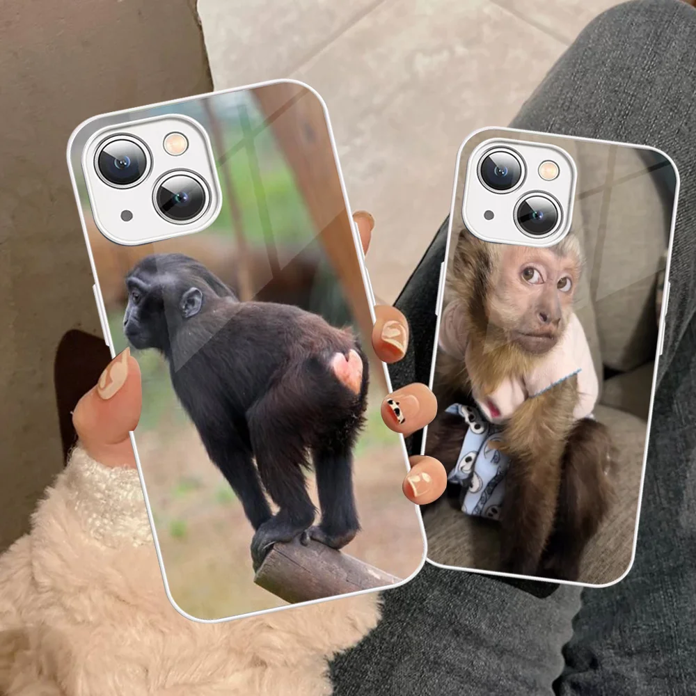 Monkey Sipping Caprisun Meme Phone Case For iPhone 14 13 12 Mini 11 Pro XS Max X XR 14 Plus Tempered Glass Cover