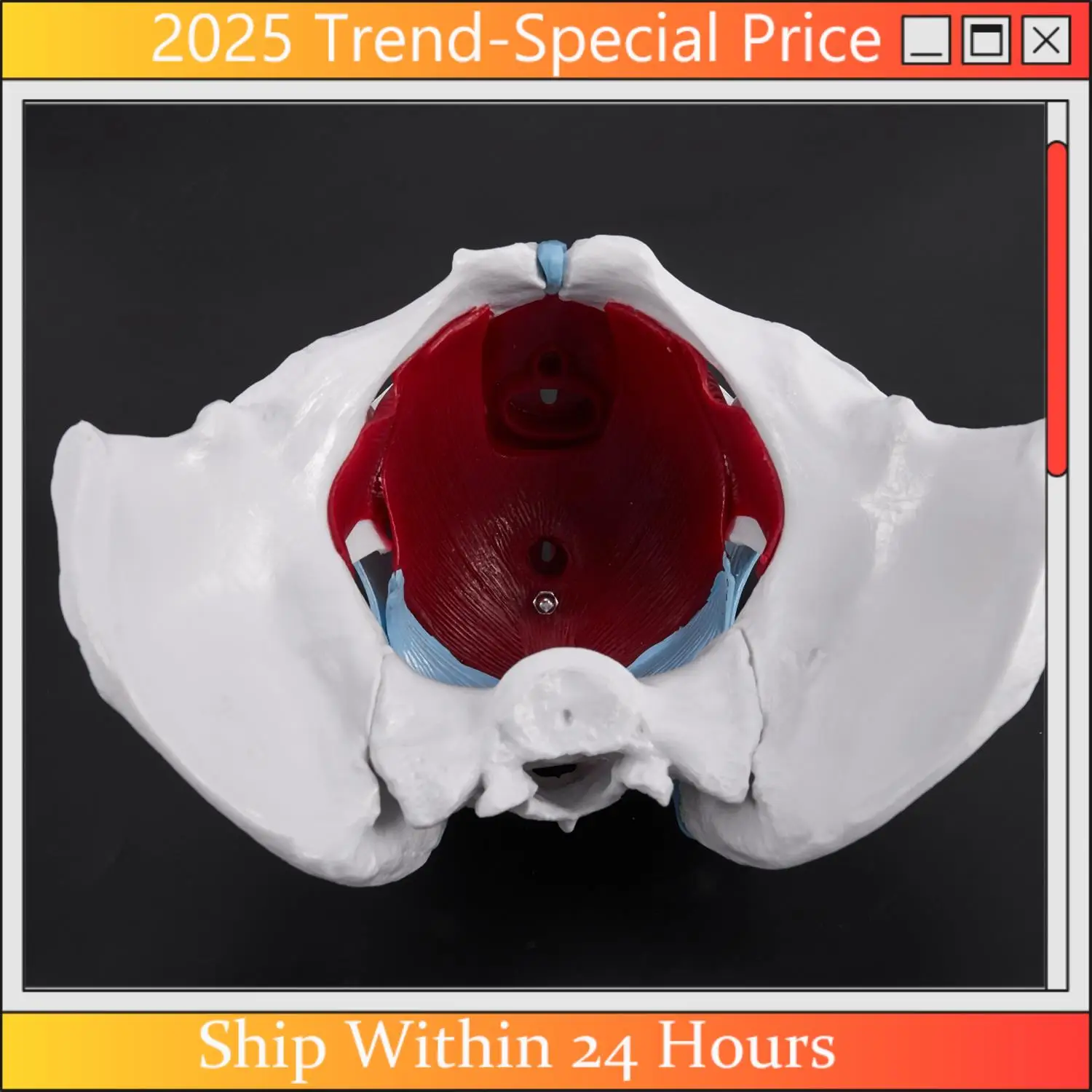 A61Z Deals Female Pelvis And Reproductive Organs Model Female Bladder Pelvic Floor Muscle Rehabilitation Anatomical Model