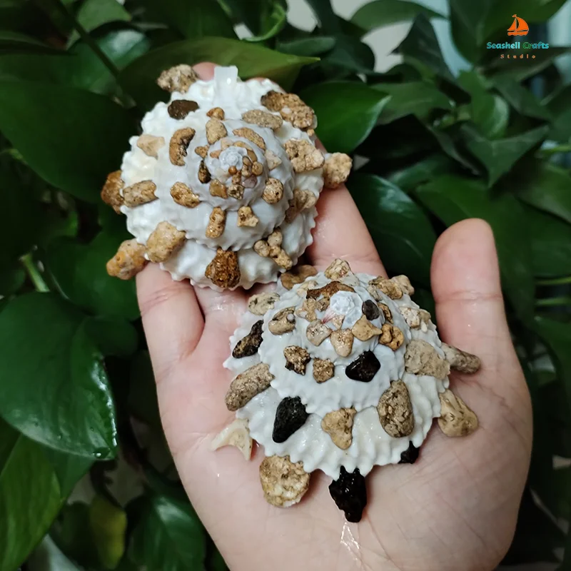 8CM-9CM Genuine Pallid Carrier Shell Xenophora Pallidula Sea Shells Ocean Conch forHome Decorating Beach Collection Fish Tank