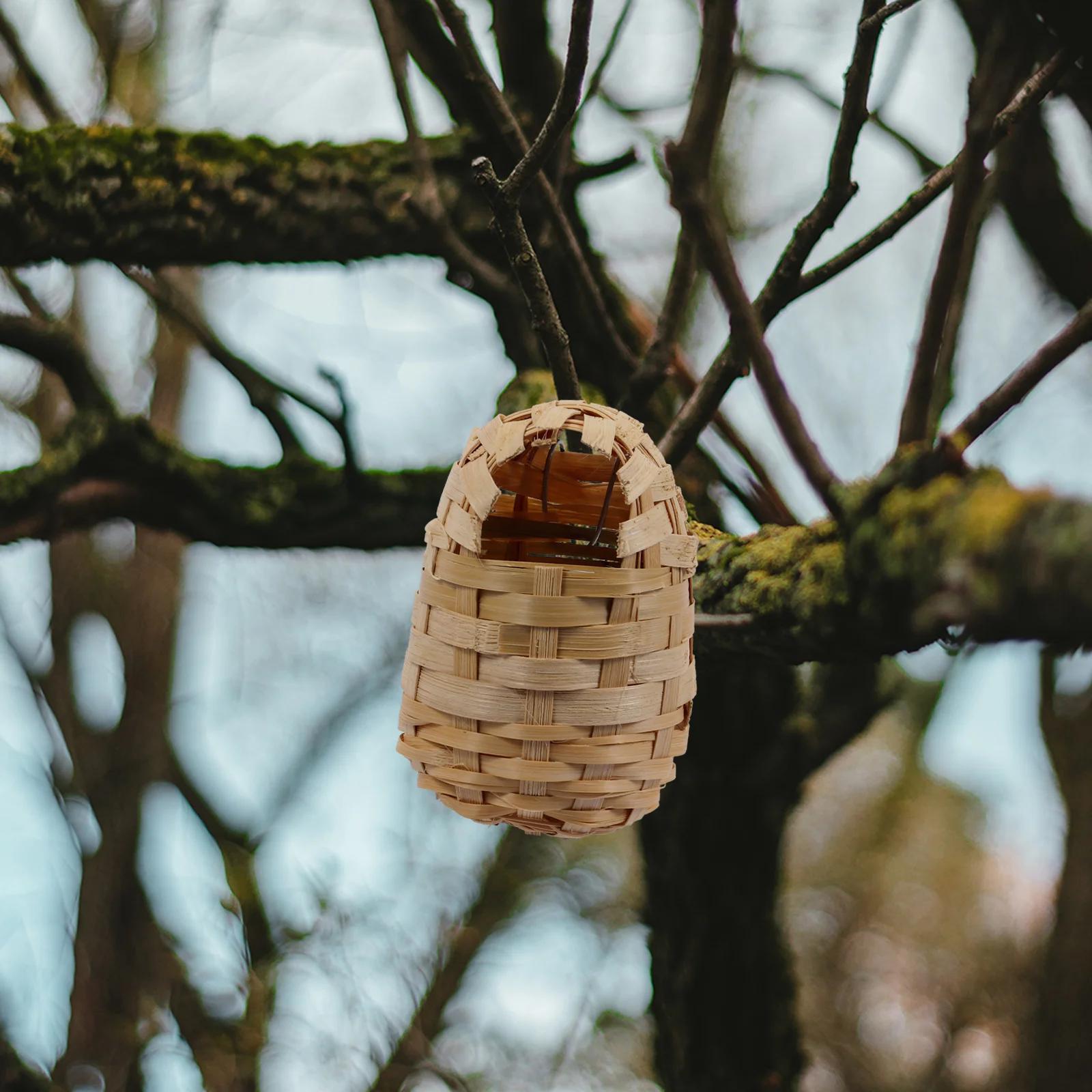   6 Buah Dekorasi Musim Dingin Sarang Burung Bambu Ayam Pada Bahan Rumah Buatan Tangan Koleksi Berlumut Berlumut di Luar