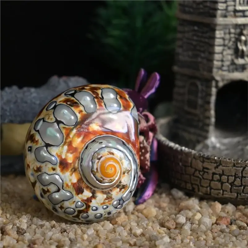 ABKP-2Pcs Hermit Crab Shells Medium To Large, Shiny Natural Turbo Sea Shell, Seashells For Beach Theme Decoration