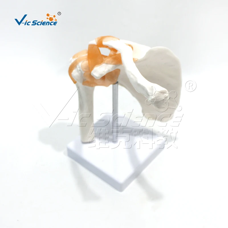 

High Quality PVC Shoulder Joint Anatomical Model Life-Size with Ligaments for Medical Science Education Schools Medical Schools