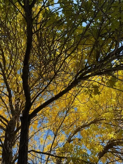 

Металлическая передняя рулевая крышка-накладка на шасси 7820 для радиоуправляемых моделей TRXS 1/6 XRT: запчасти и аксессуары для тюнинга