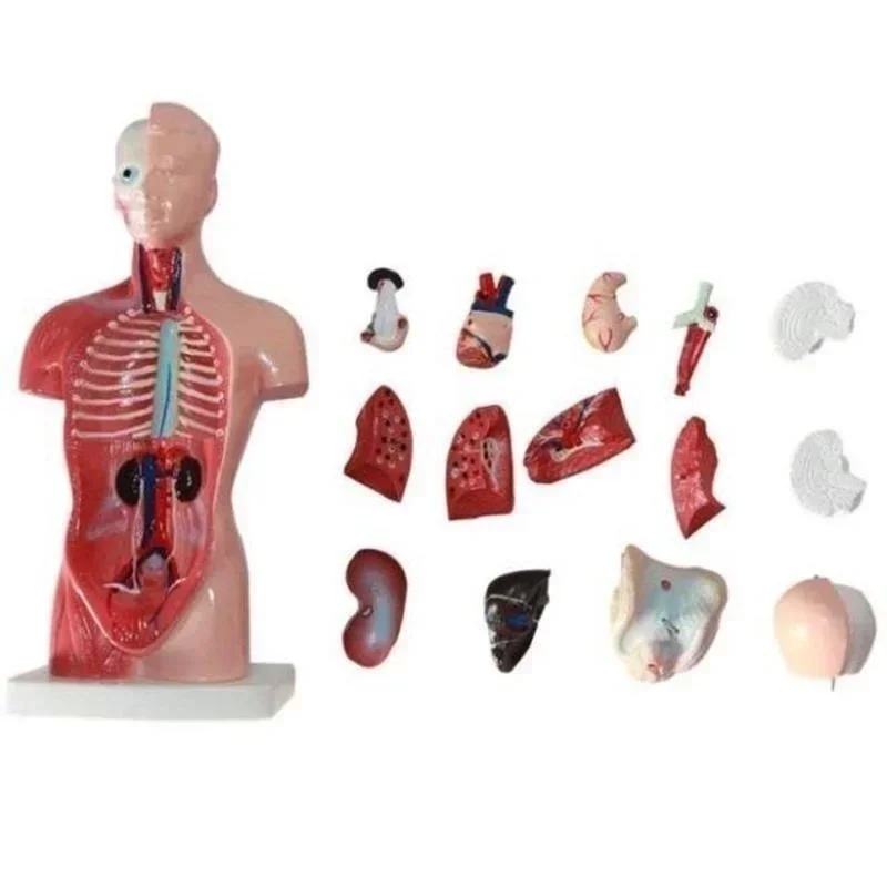 PVC Removable 28cm Human Torso Body Model Anatomy Anatomical Heart Brain Skeleton Medical Internal Organs Teaching Aids