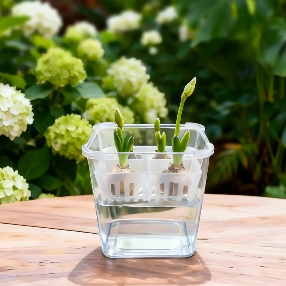 Hydroponic Vase For Tulip Lily Bulb Transparent Pot With Planting Basket Breathable Indoor Office Plant Growing Tool
