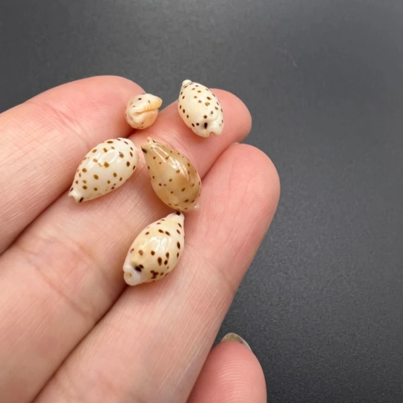 Notadusta Punctata Punctata Mini Baoluo Natural Shell Conch Specimen Snail Fish Tank Decoration Home Gift Sea Shells