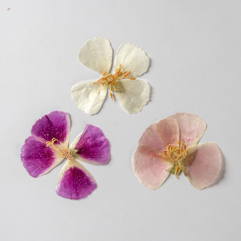 

Pressed Dried Godetia Clarkia amoena Flower Herbarium For Jewelry Postcard Bookmark Frame Phone Case Face Makeup Lamp Card