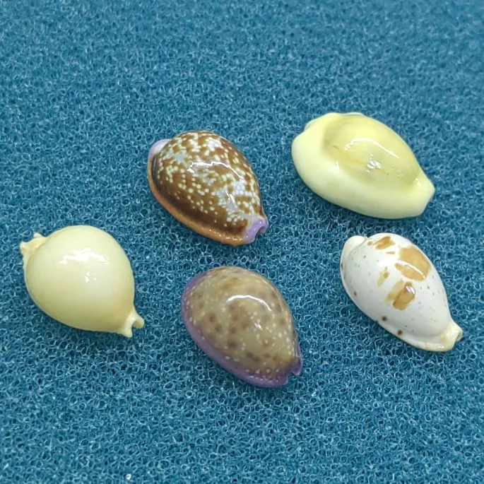 

5 шт., морские горбы, морские ракушки