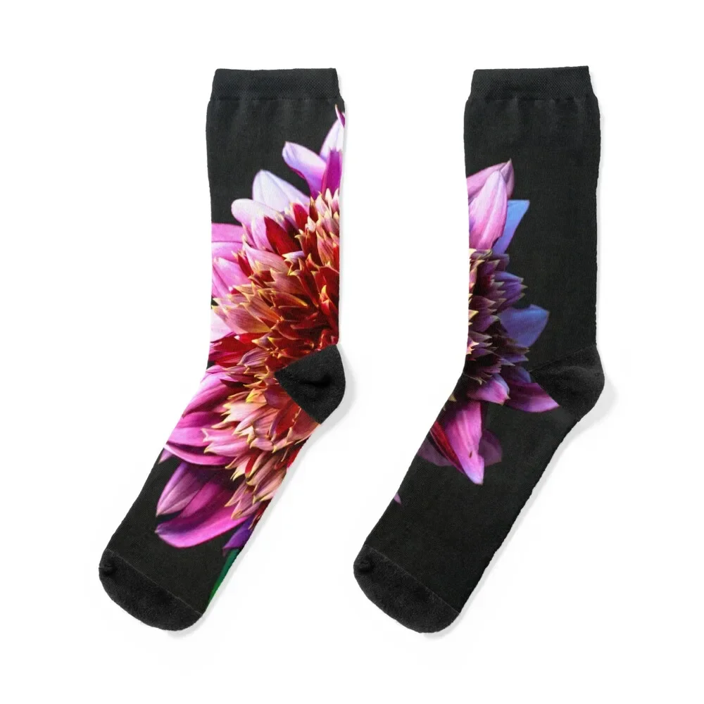 Mambo Dahlia Still LIfe Socks floral Stockings compression Climbing Toe sports Men's Socks Women's