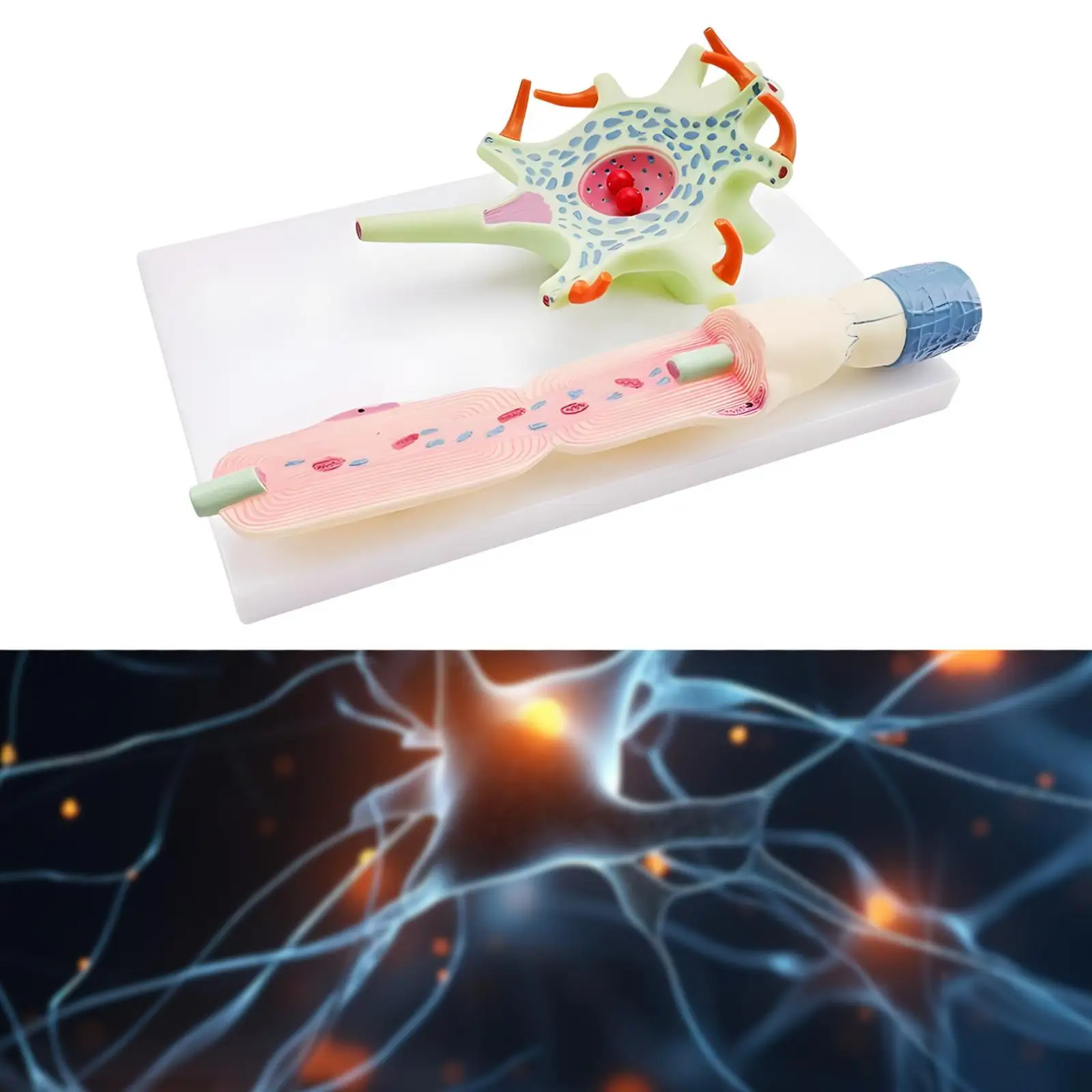 แบบจําลองการขยายสัญญาณ Neuronal Model สําหรับสํานักงานแสดงผลเดสก์ท็อป