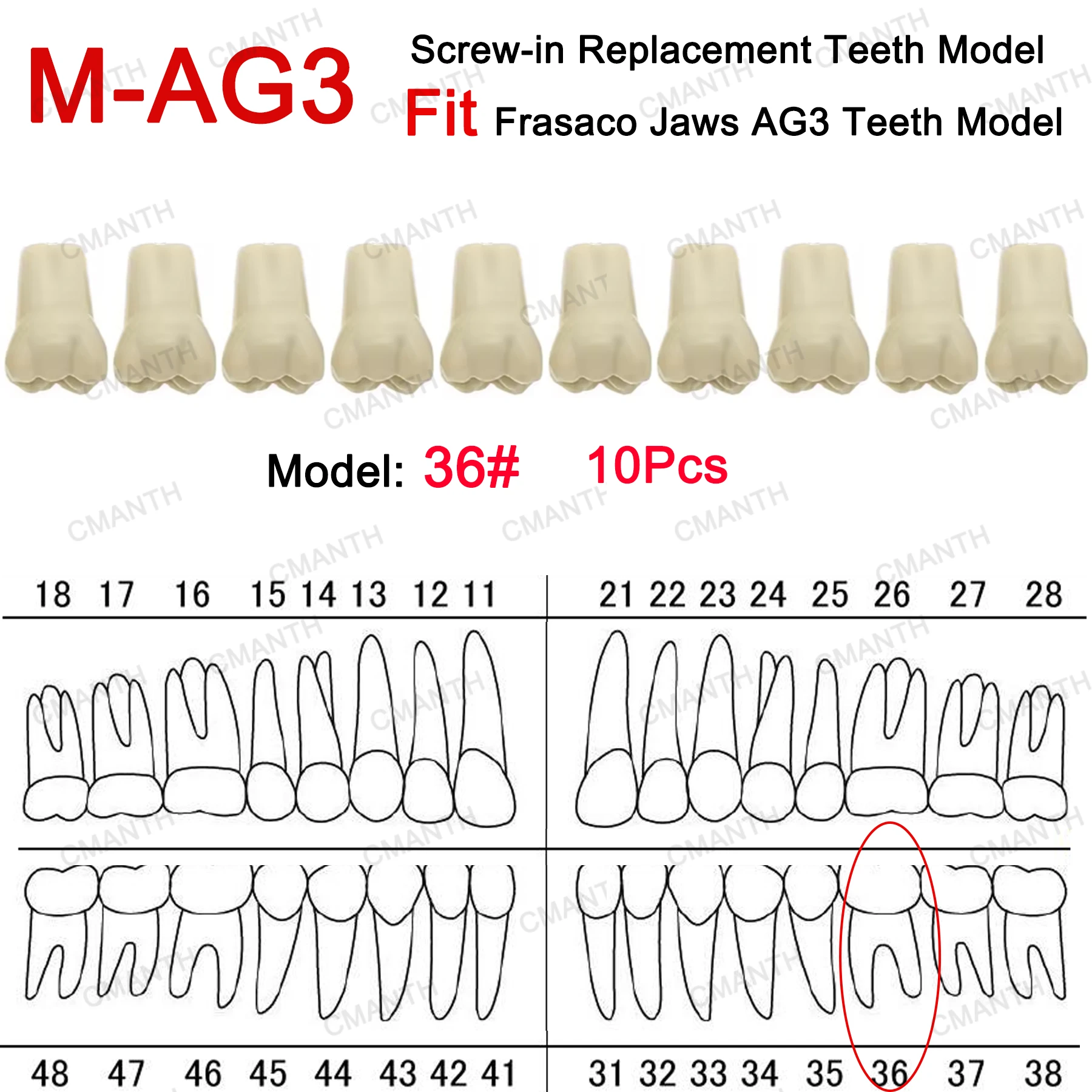 نموذج لشكل الأسنان مناسب Frasaco AG3 نوع أسنان كاملة 32 قطعة ممارسة ملء لينة اللثة اللثة طبيب الأسنان التدريس الملحقات #4