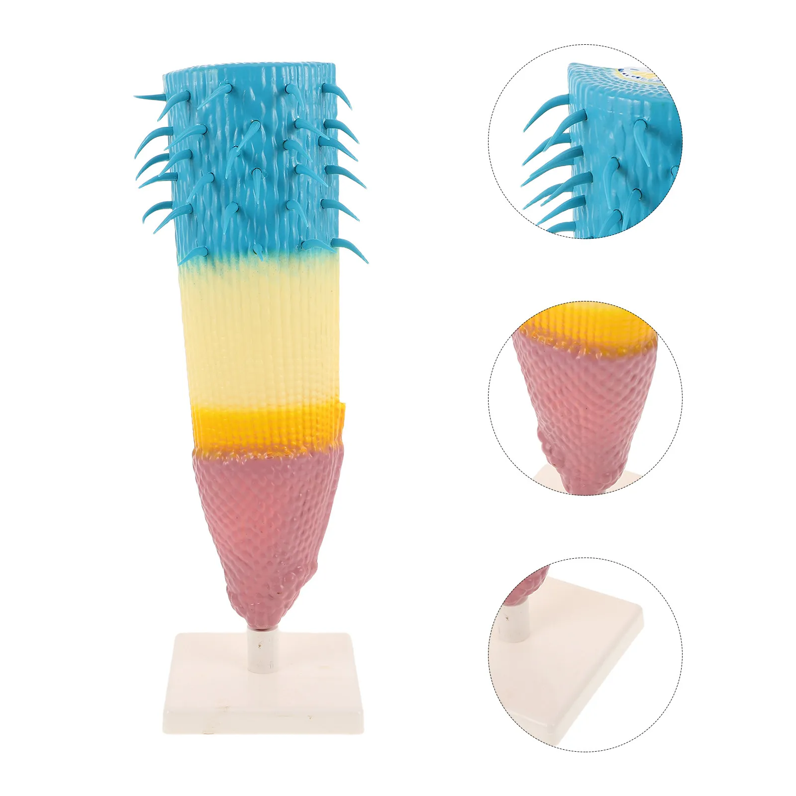 Corn Root Longitudinal Structure Botanical Anatomy Teaching Instrument Detailed Plant Root Zones for Biology Laboratory